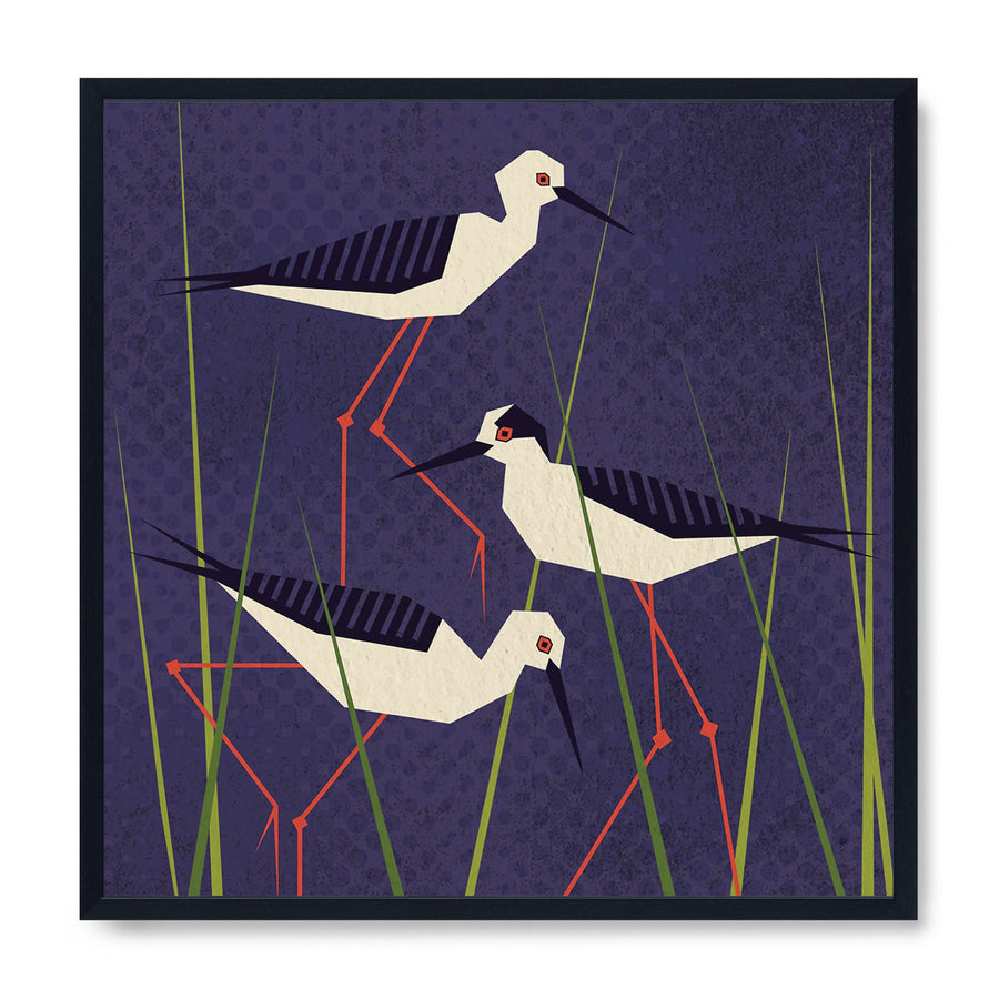 Black Winged Stilt