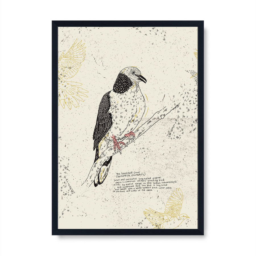 The Spotted Dove