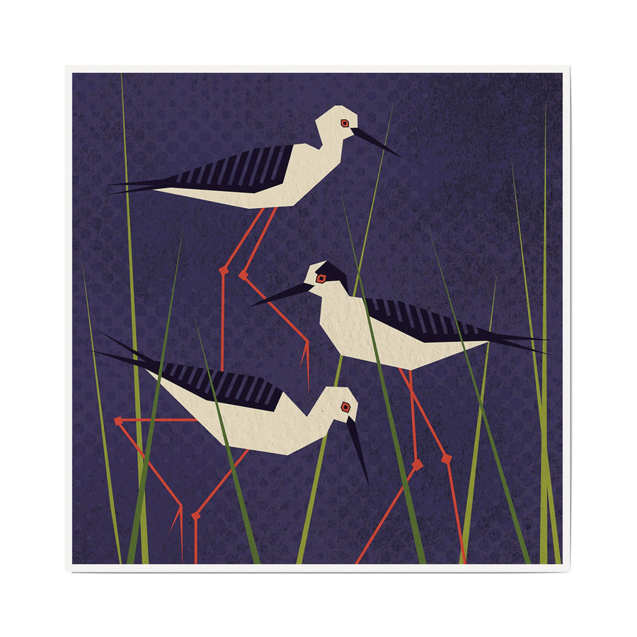 Black Winged Stilt