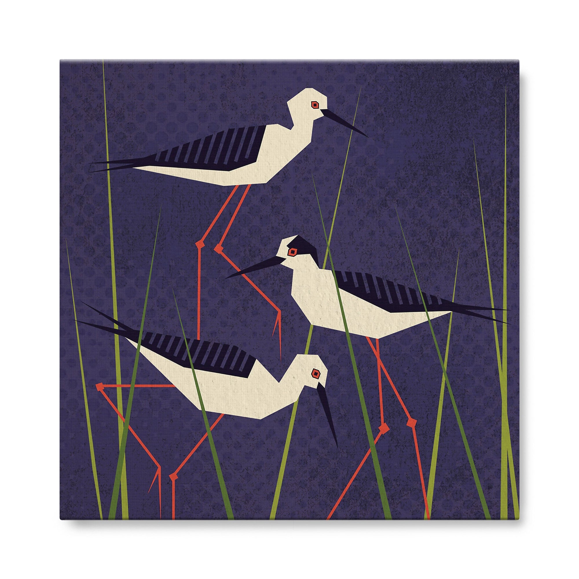 Black Winged Stilt
