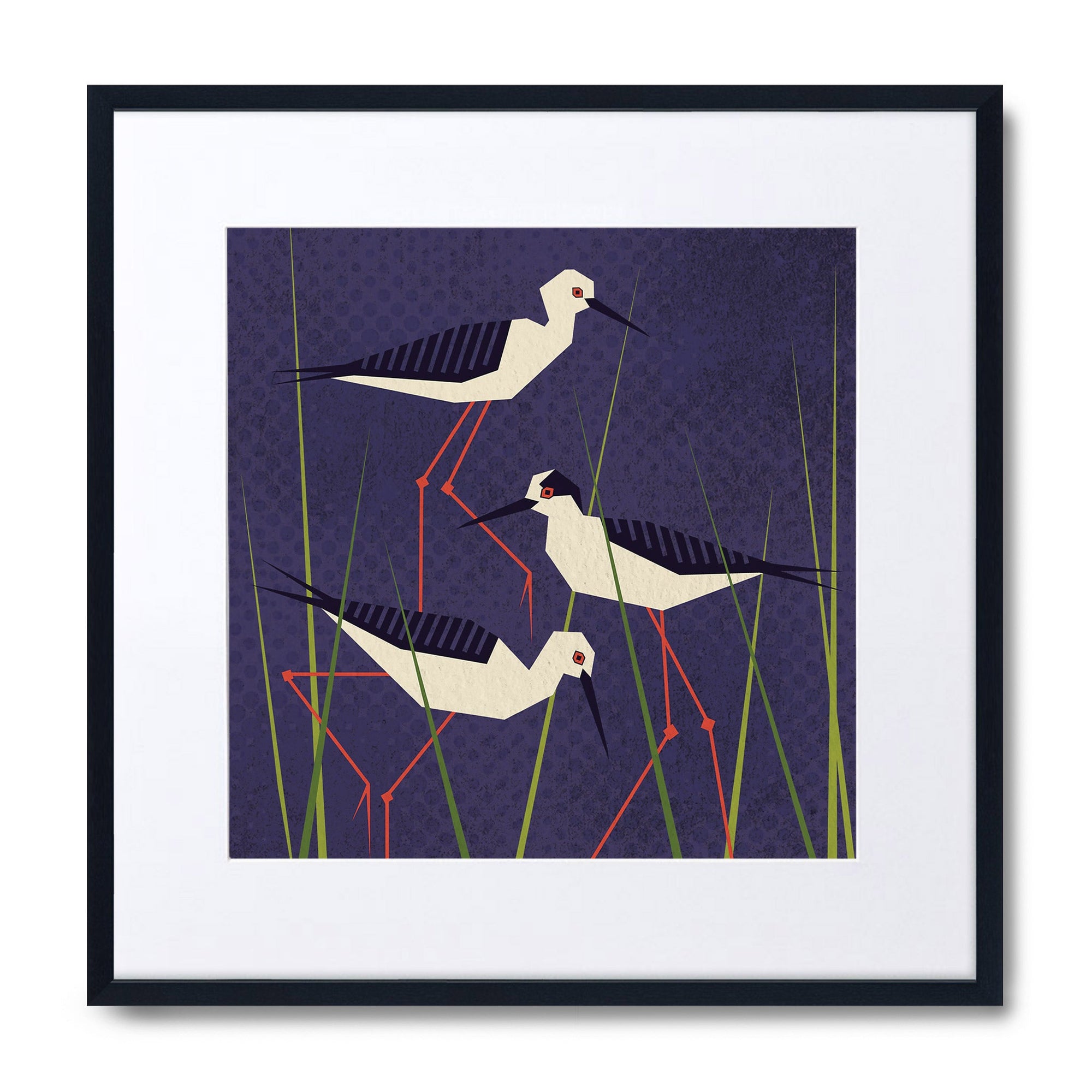 Black Winged Stilt
