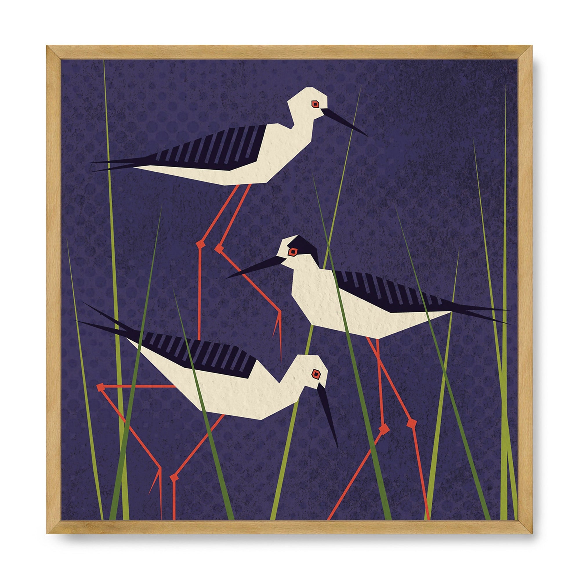 Black Winged Stilt
