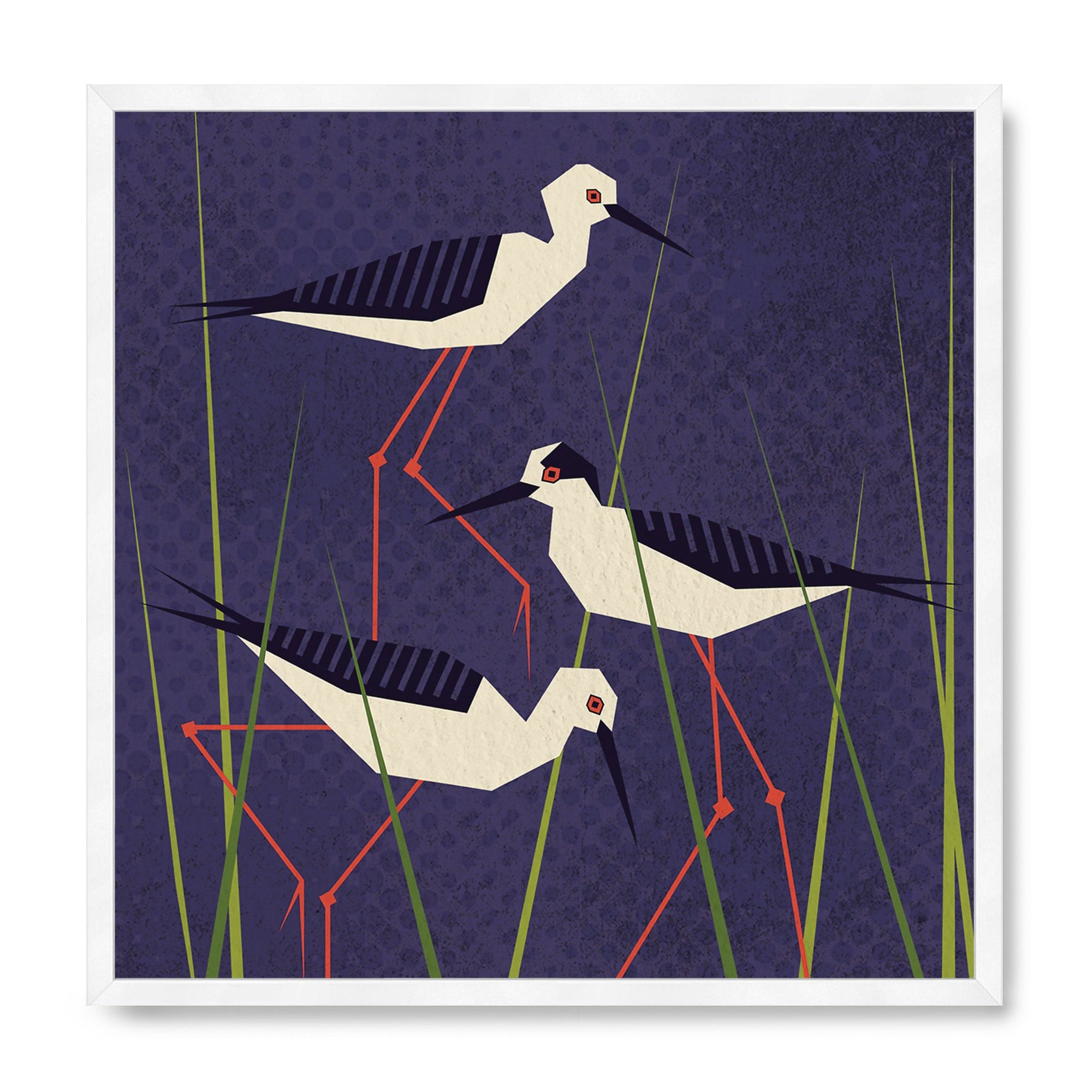 Black Winged Stilt