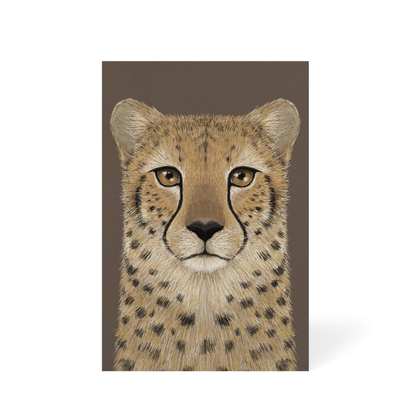 Cheetah