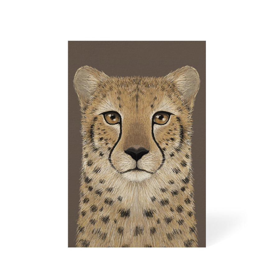 Cheetah