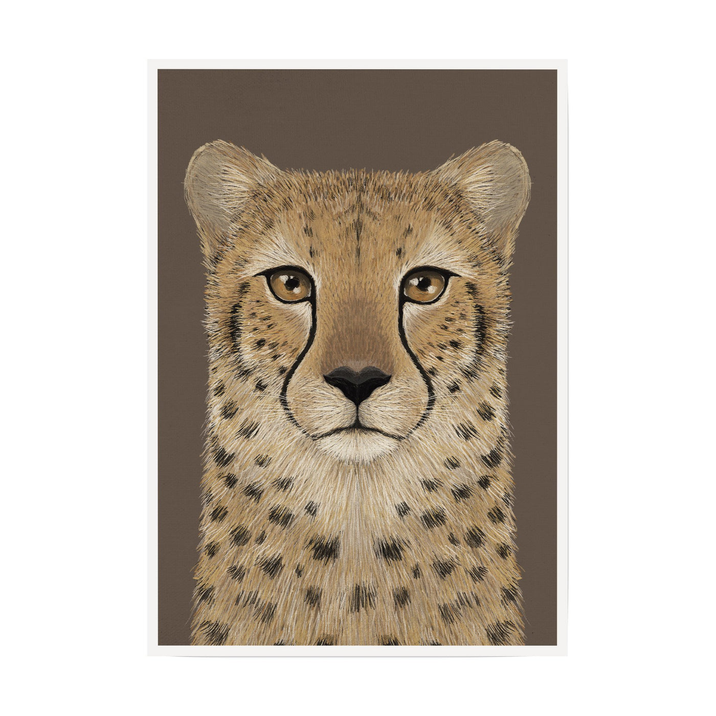 Cheetah