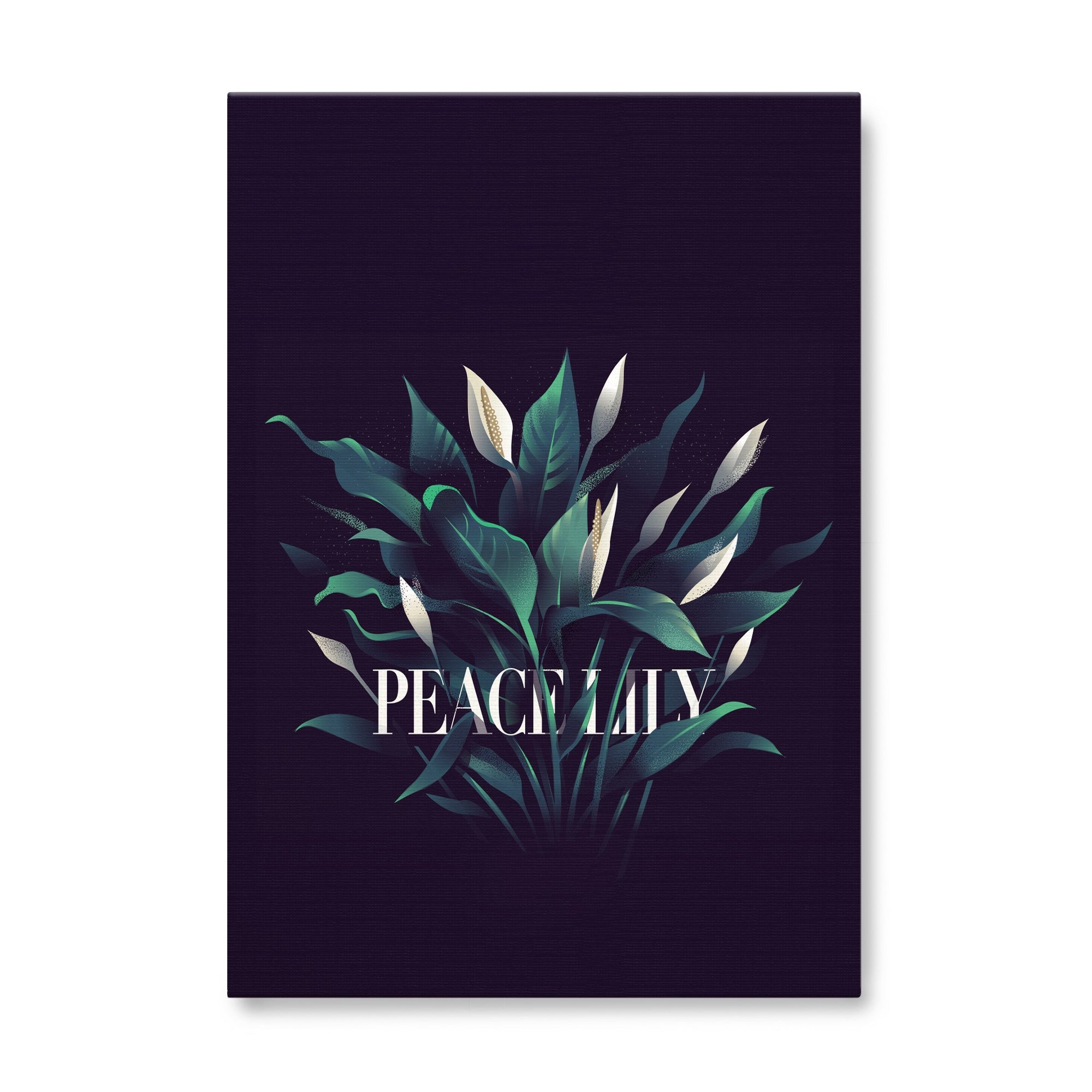 Peace Lily