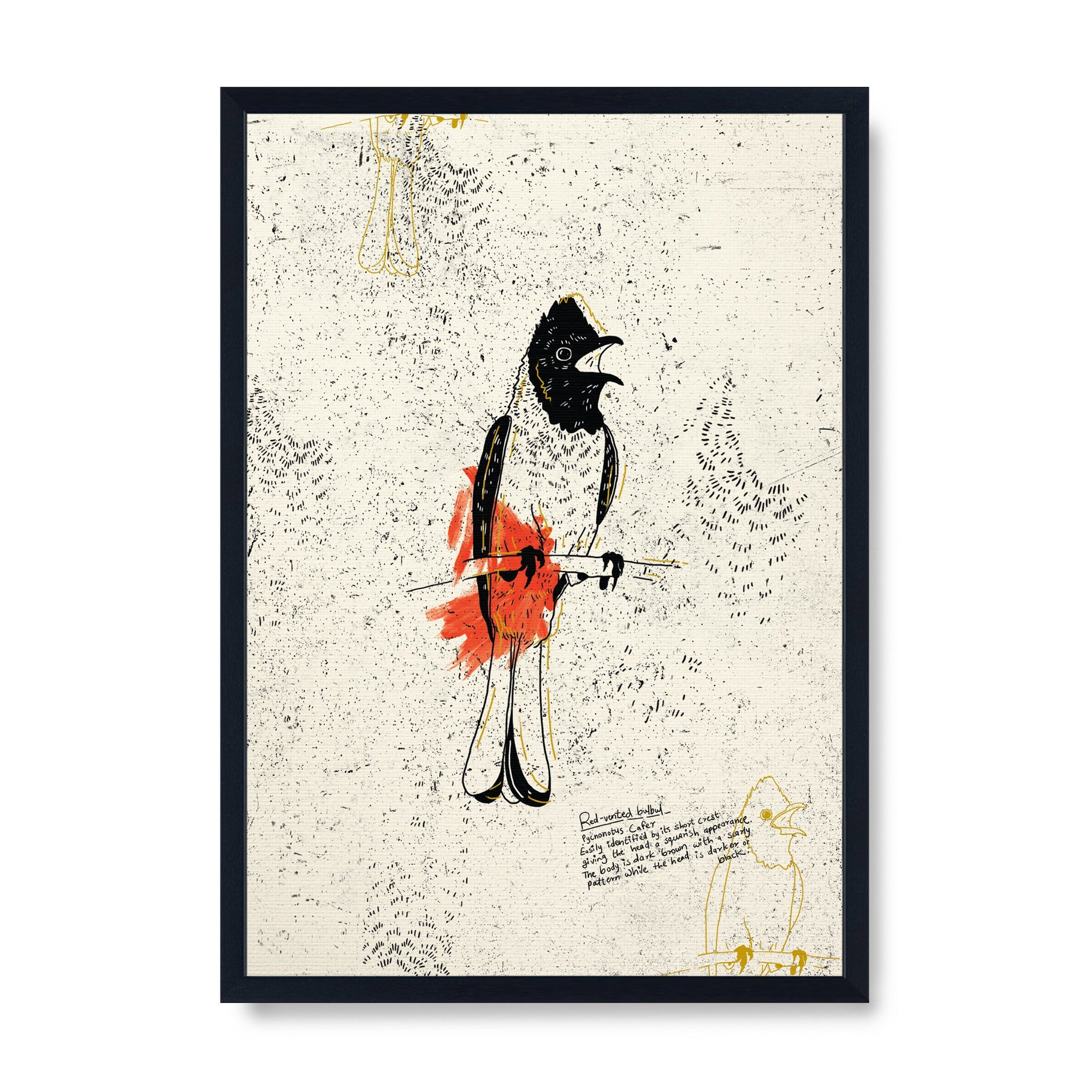 The Red Vented Bulbul