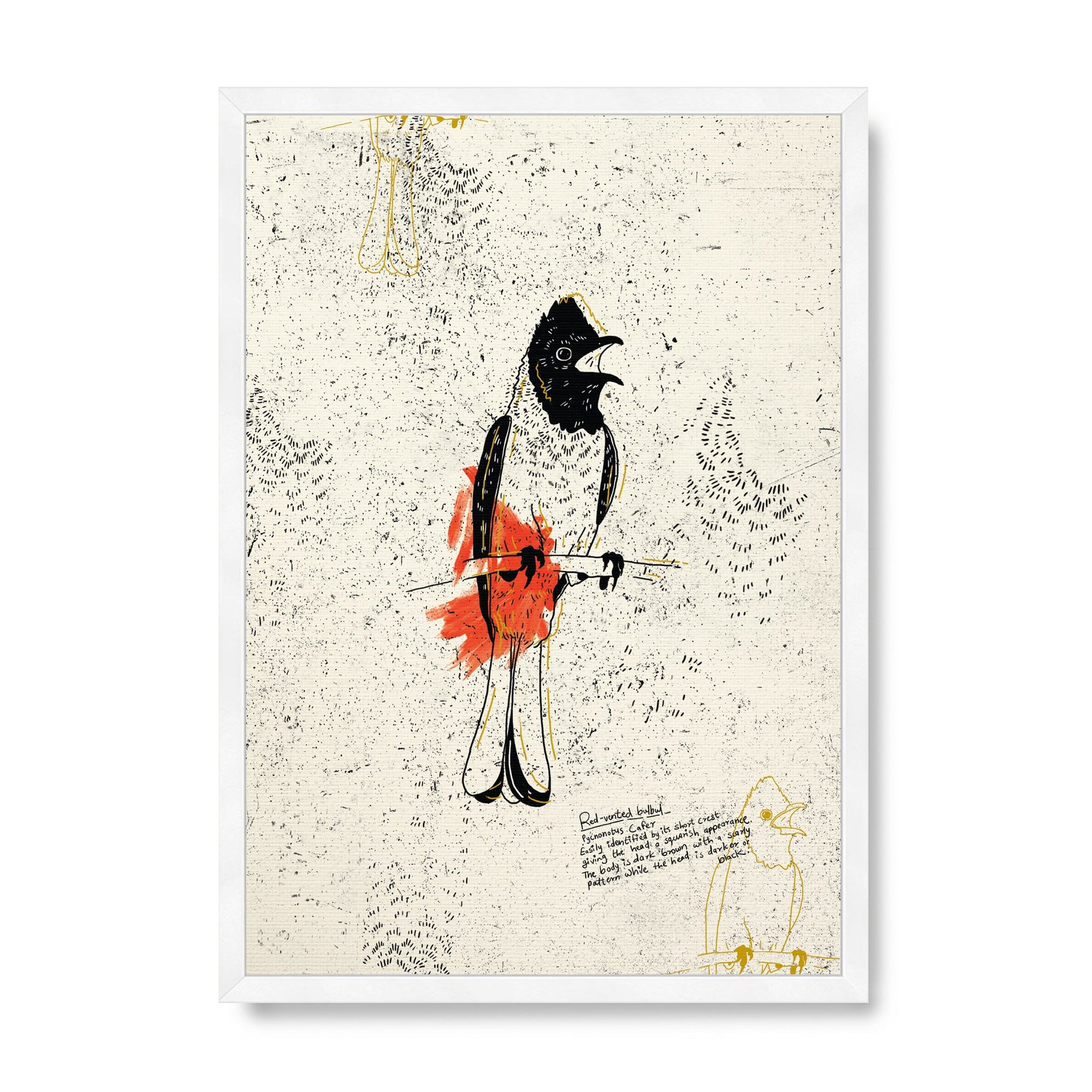 The Red Vented Bulbul