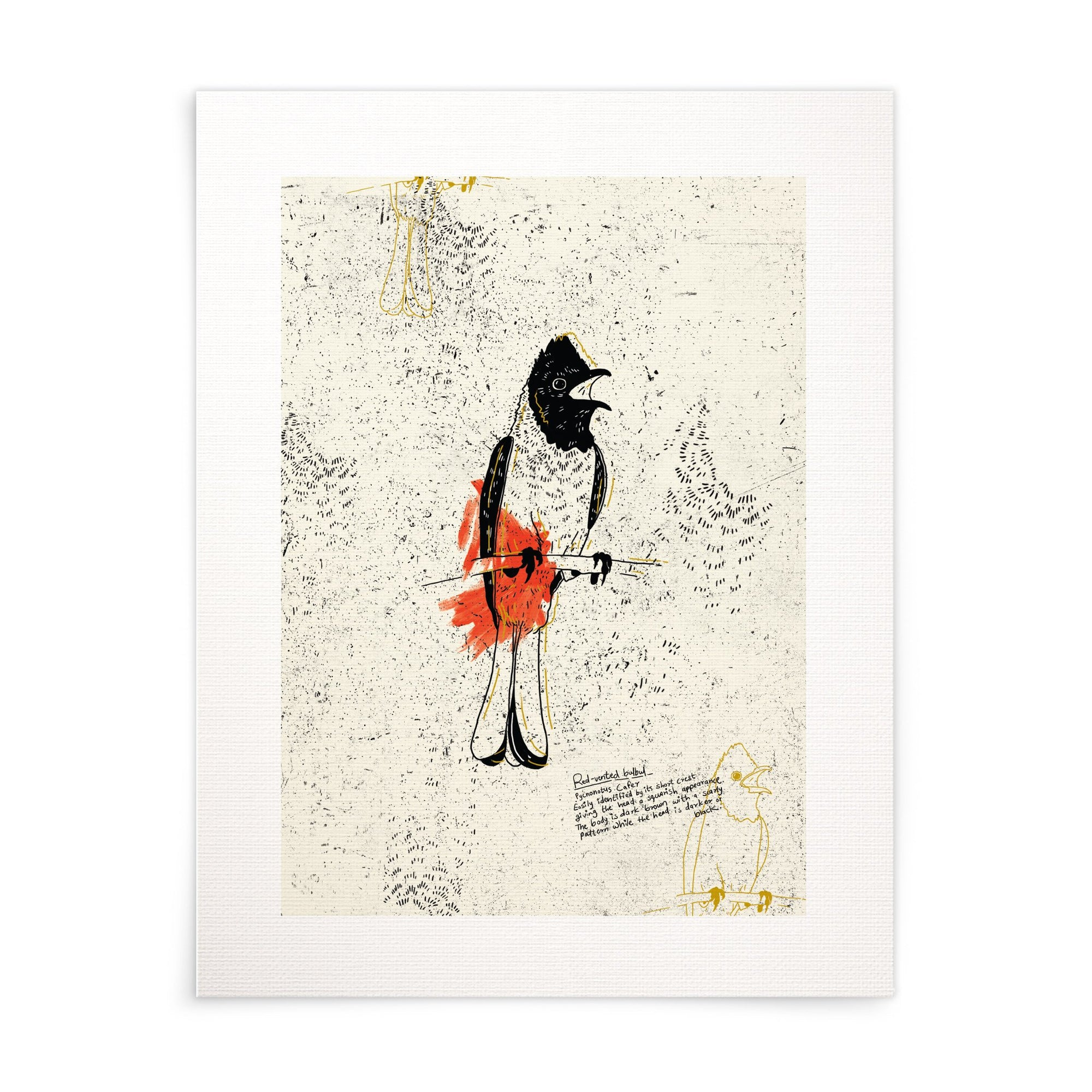 The Red Vented Bulbul