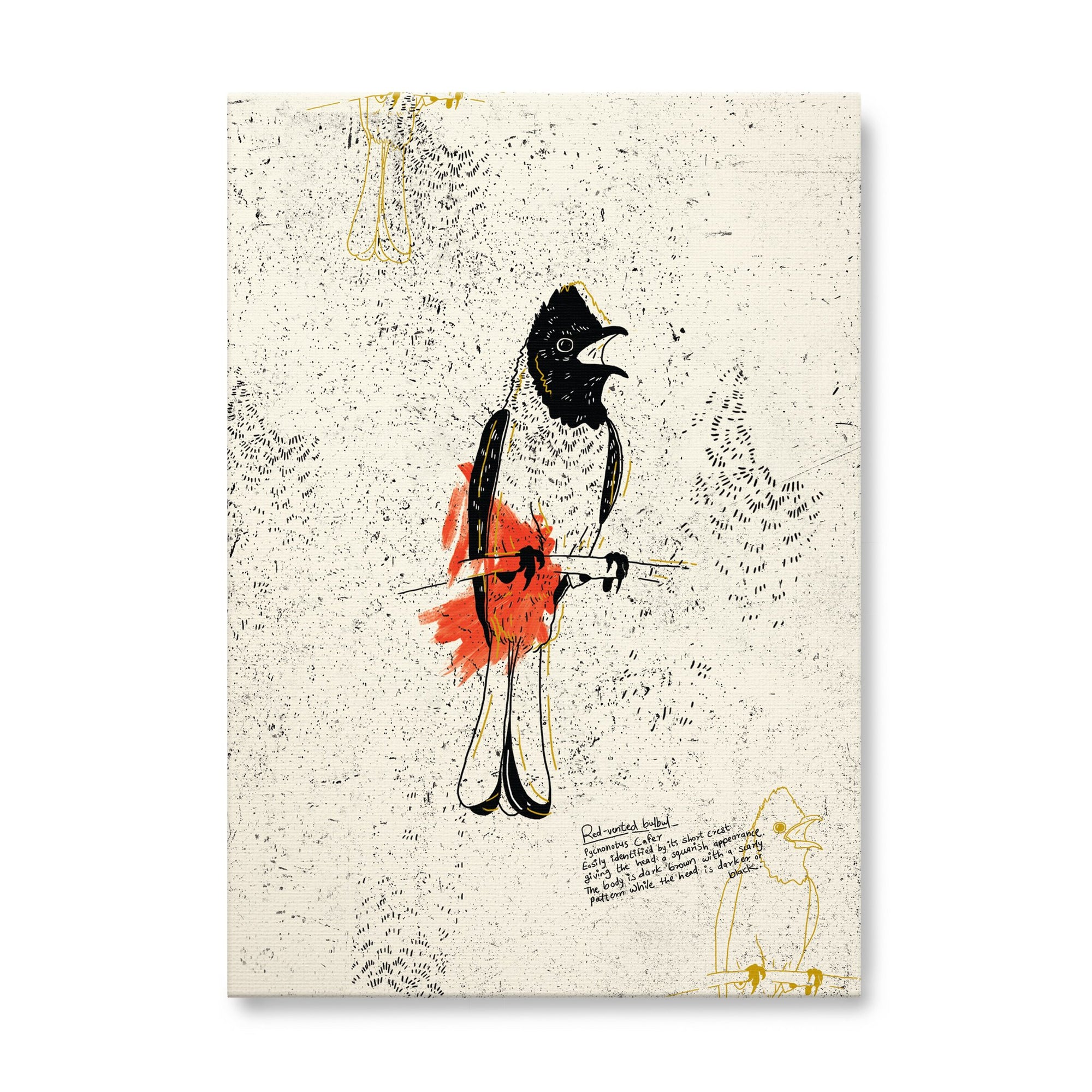 The Red Vented Bulbul