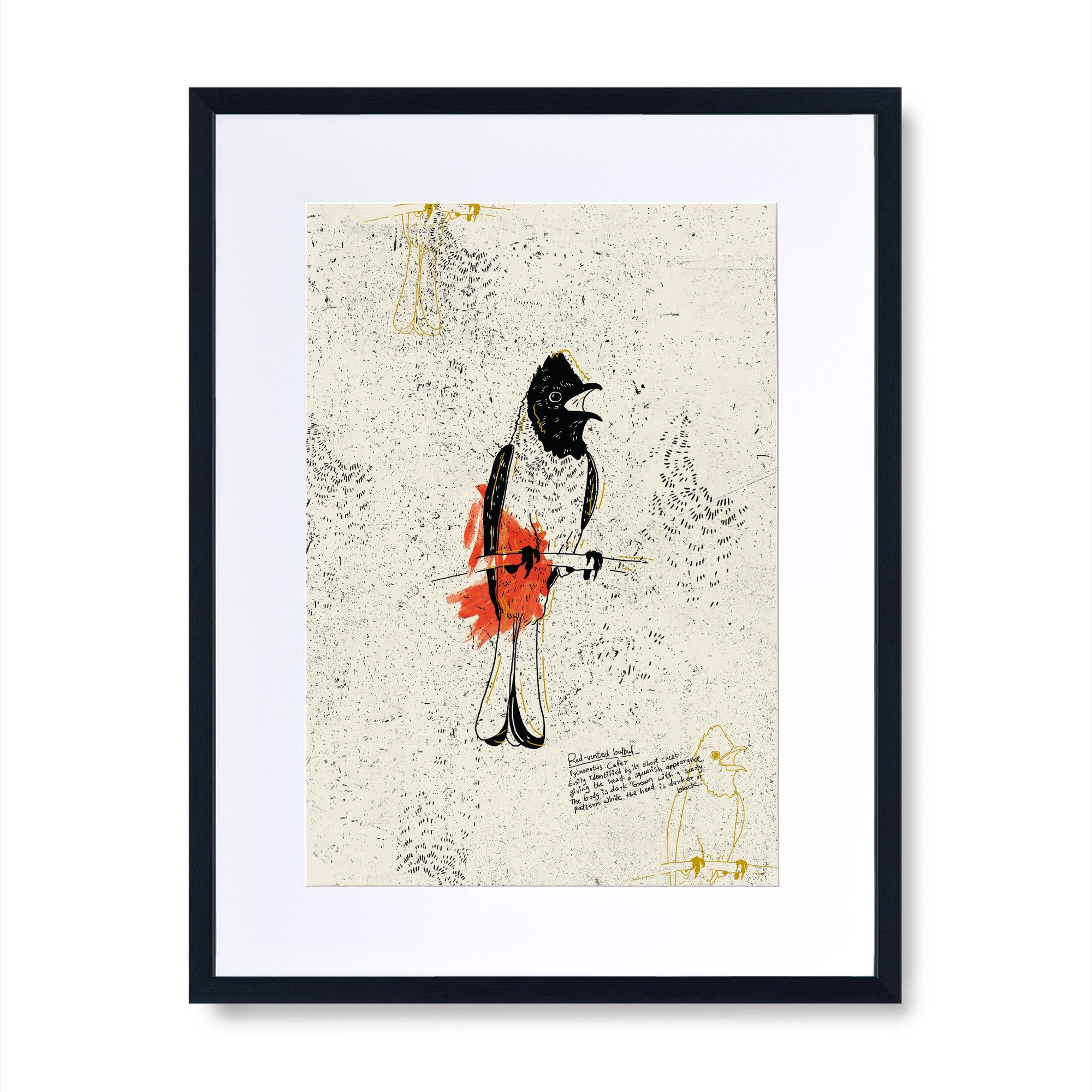 The Red Vented Bulbul