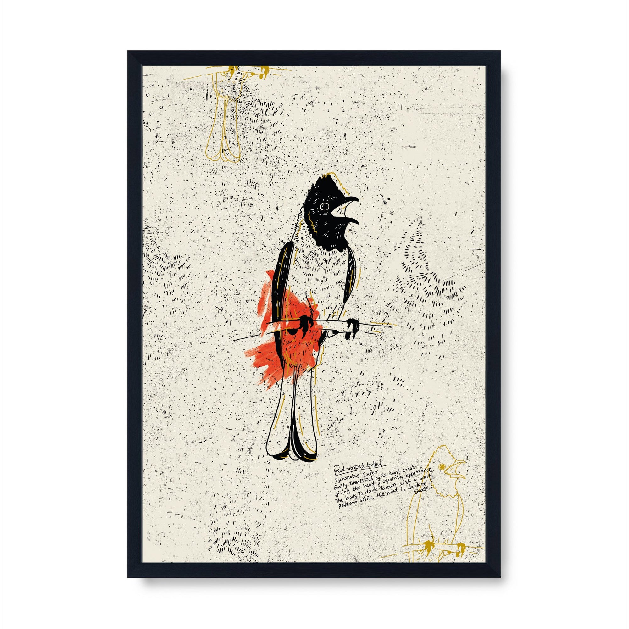 The Red Vented Bulbul