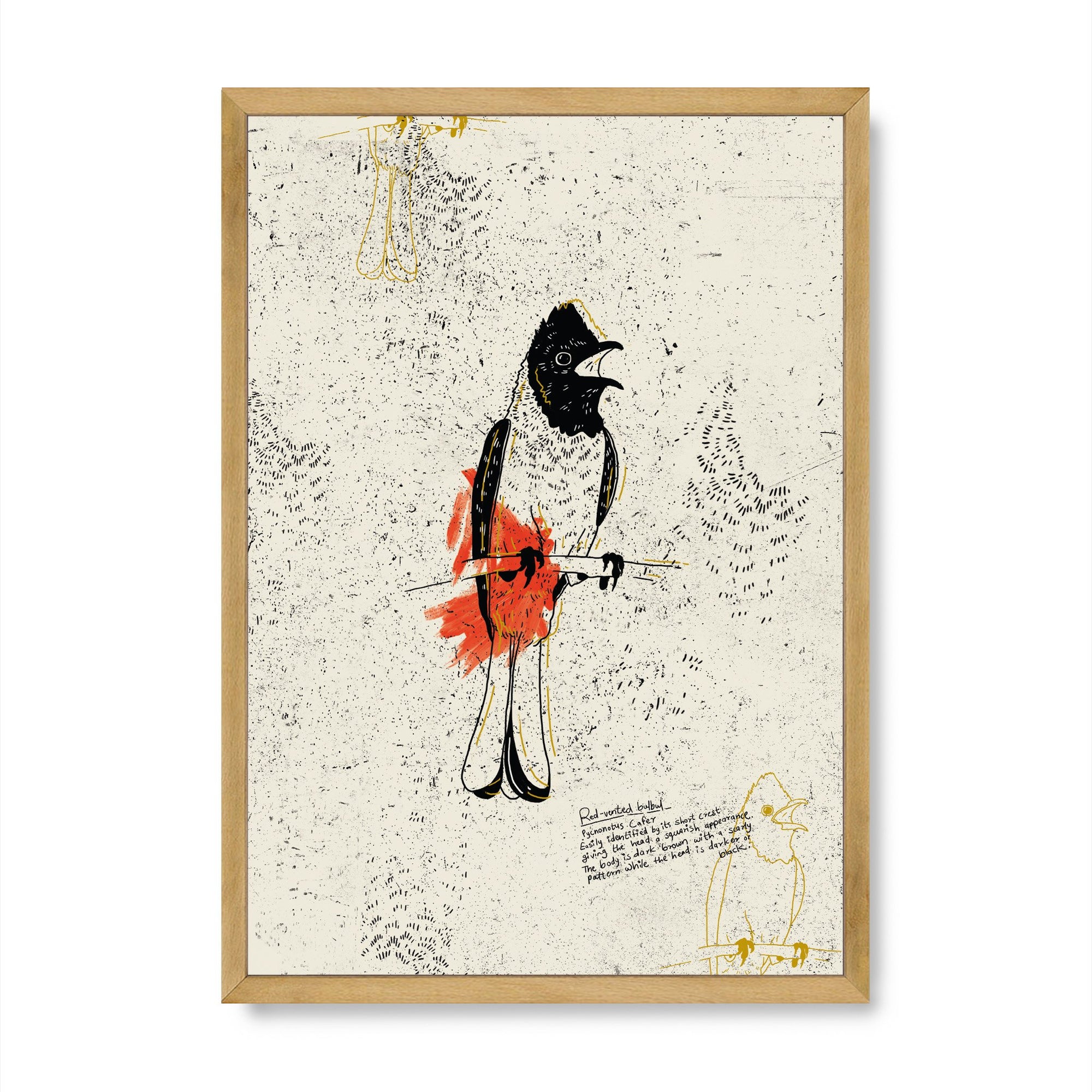 The Red Vented Bulbul