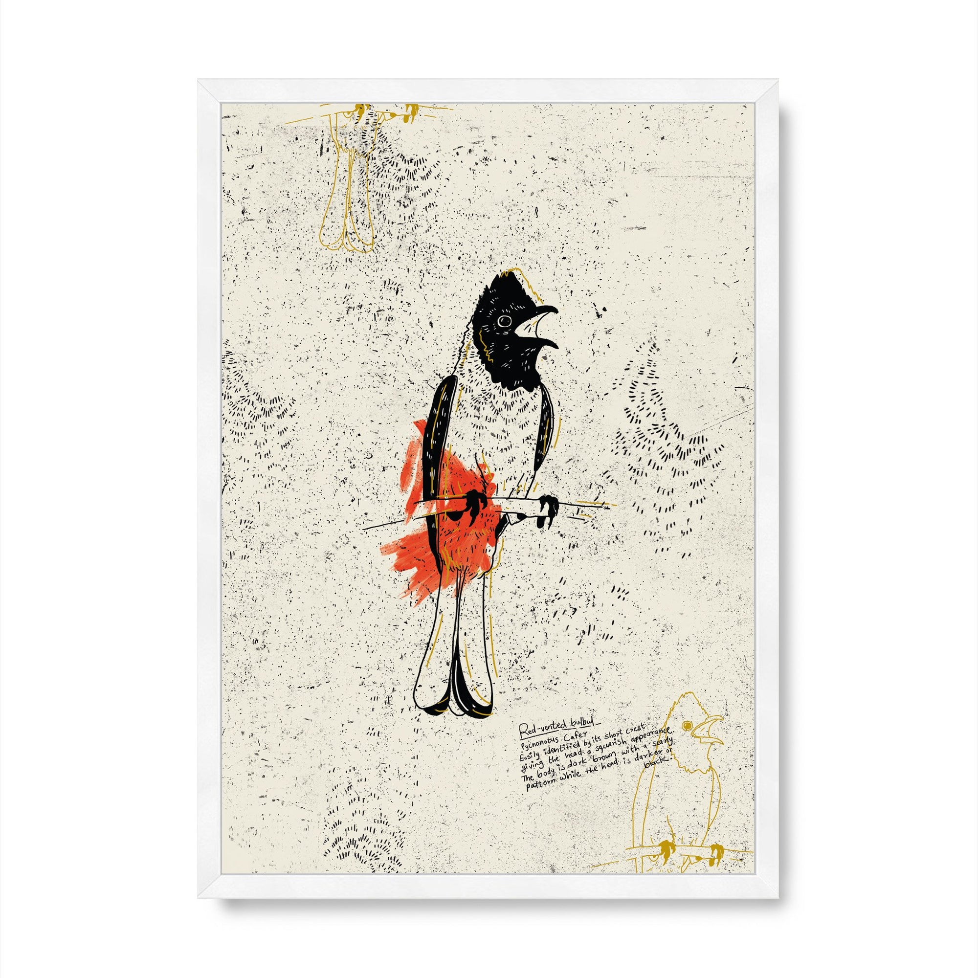 The Red Vented Bulbul