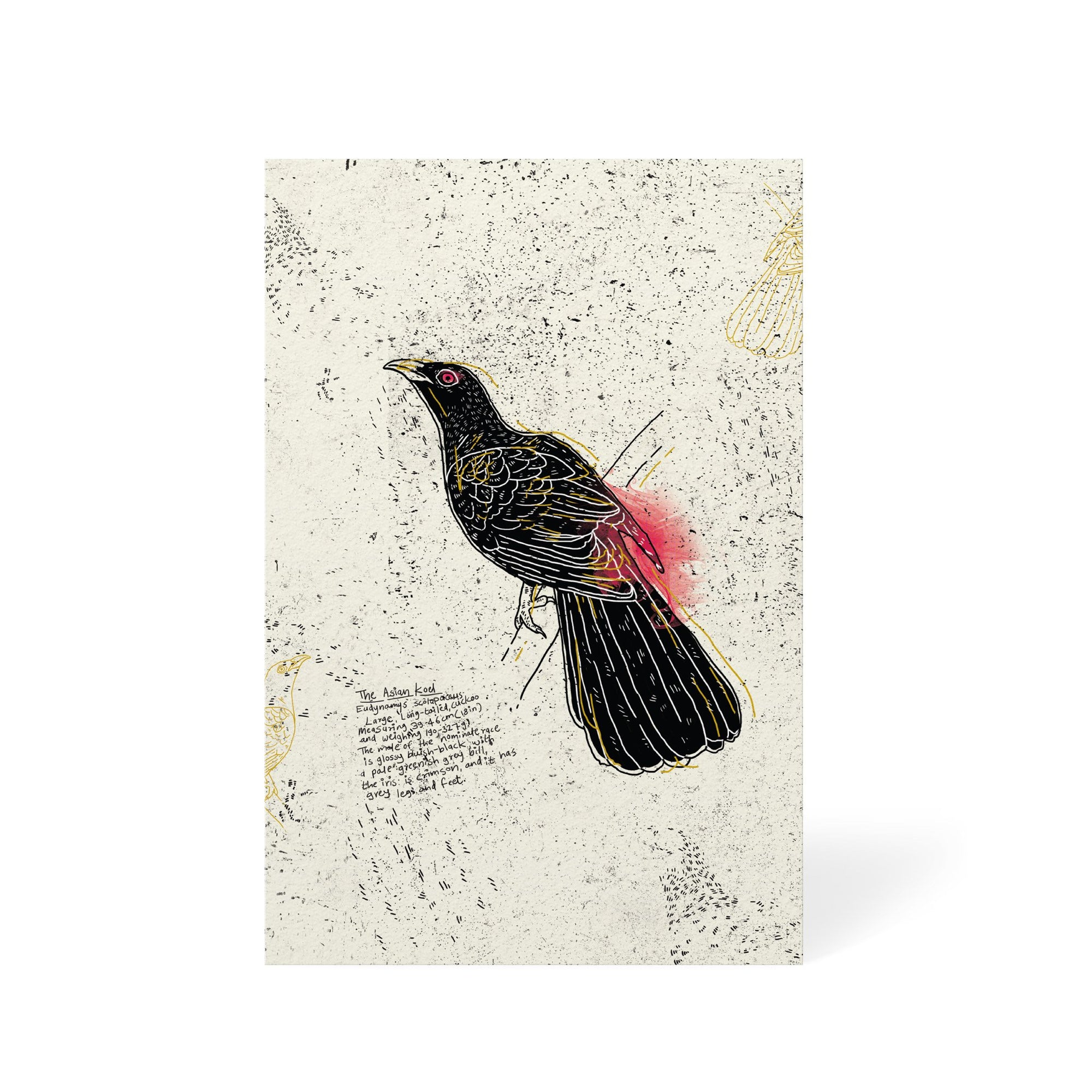 The Asian Koel