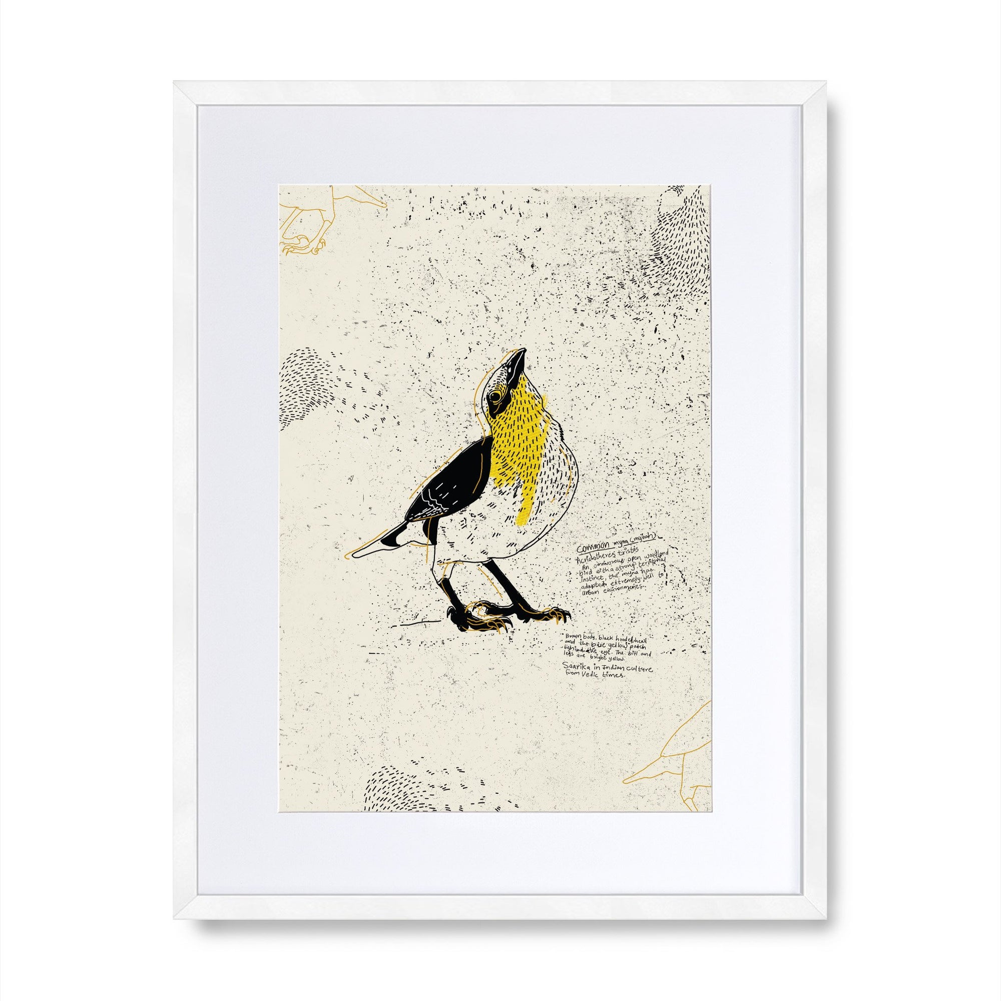 The Common Myna