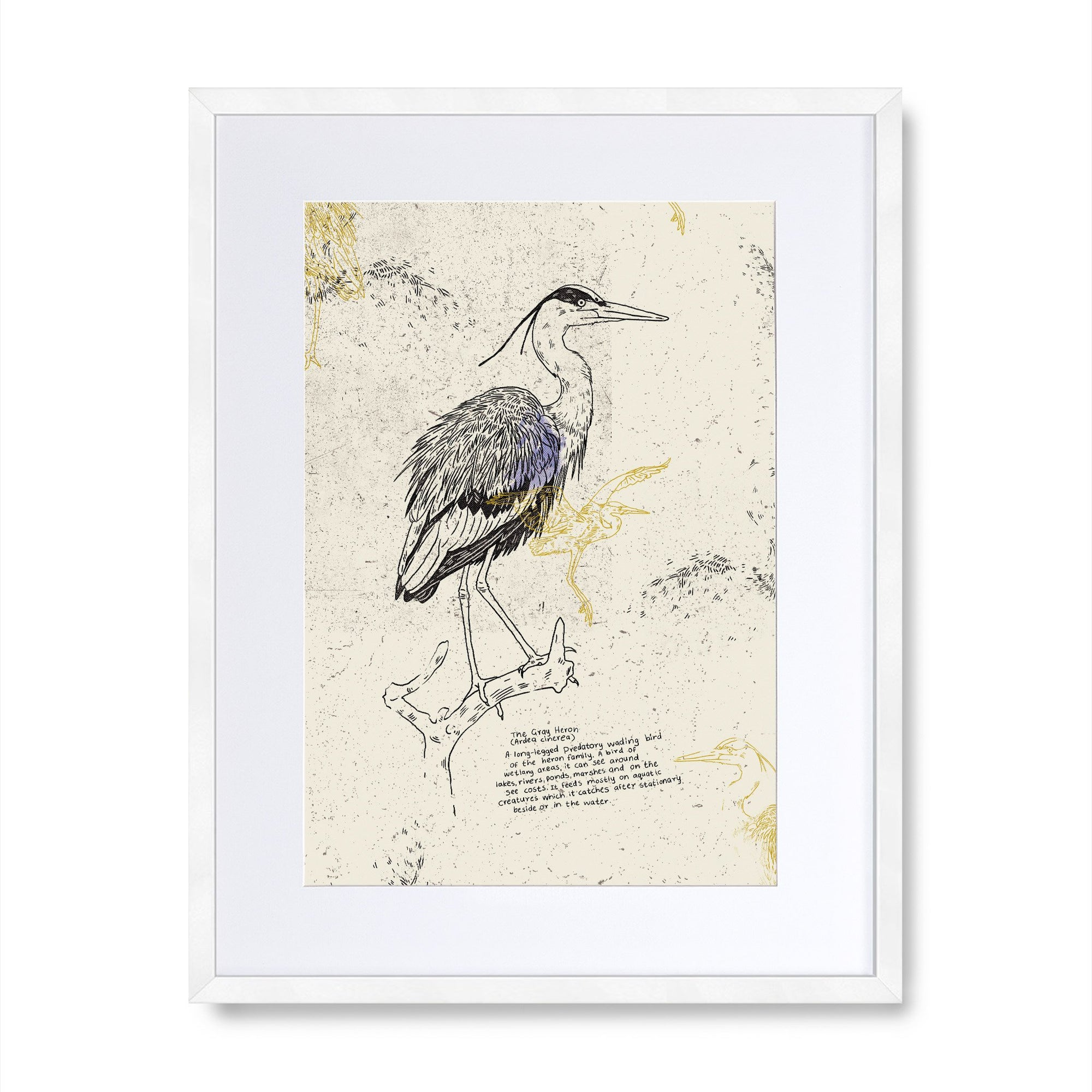The Gray Heron
