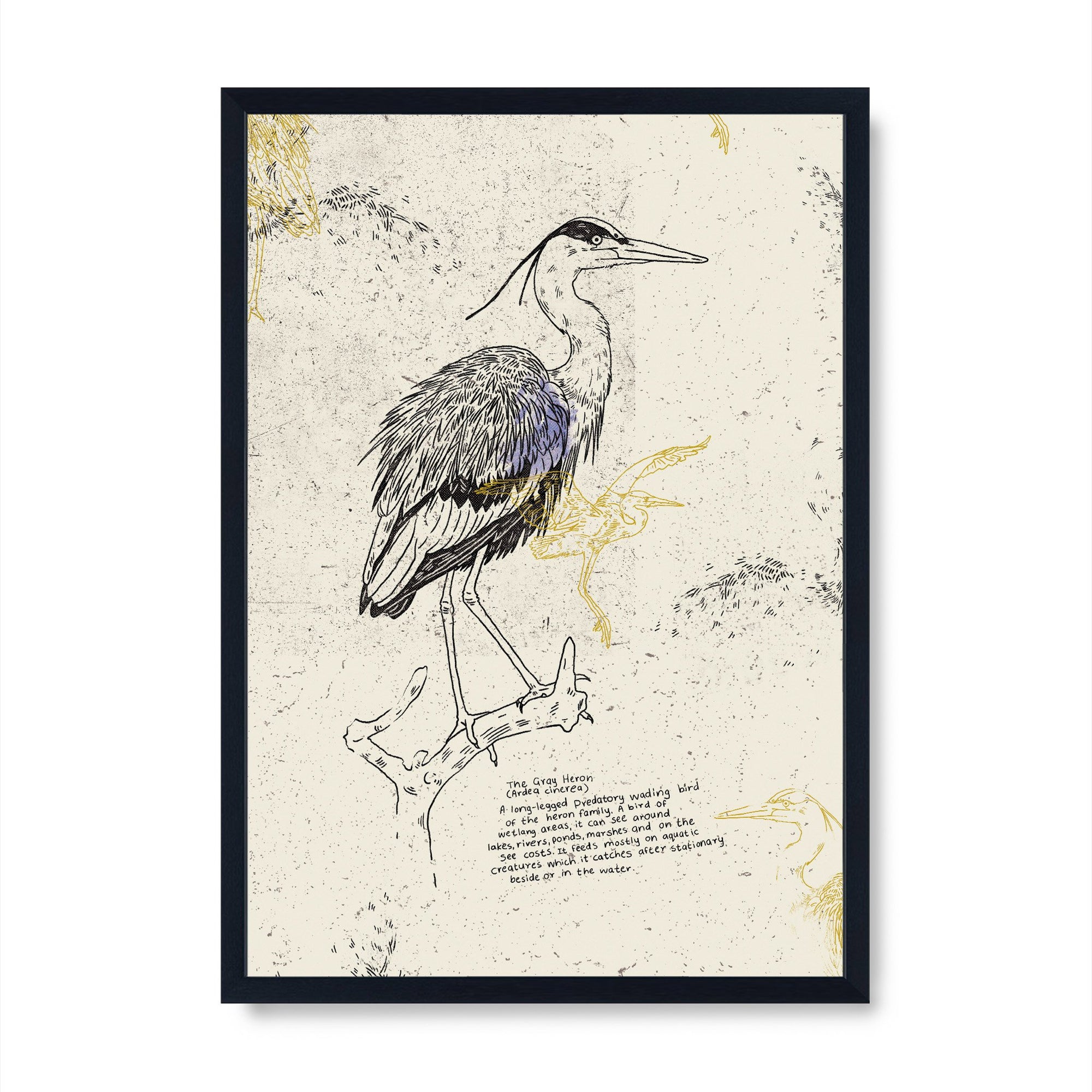 The Gray Heron