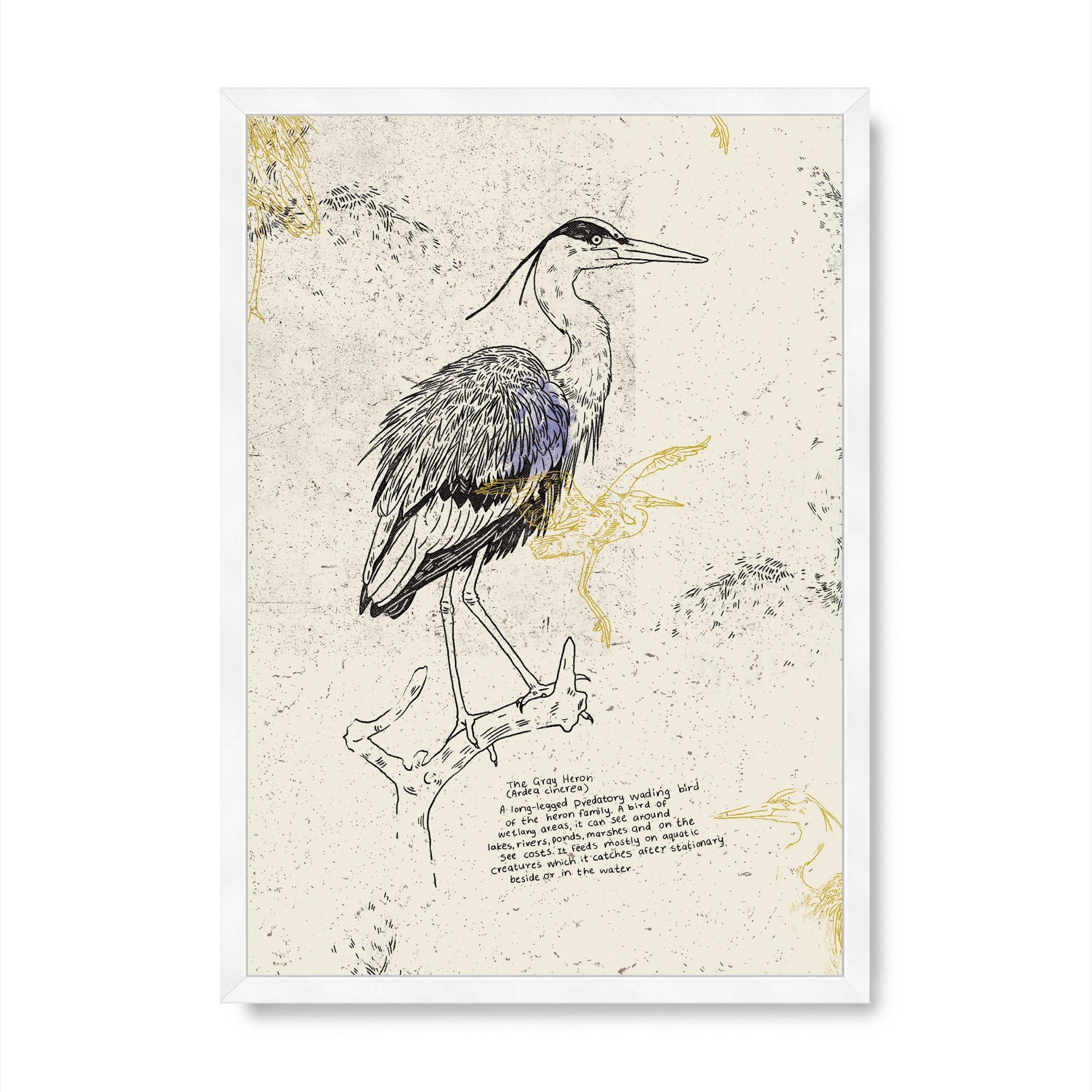 The Gray Heron