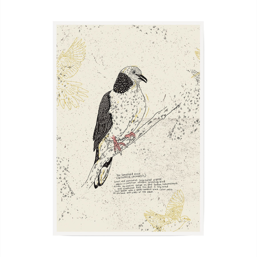 The Spotted Dove